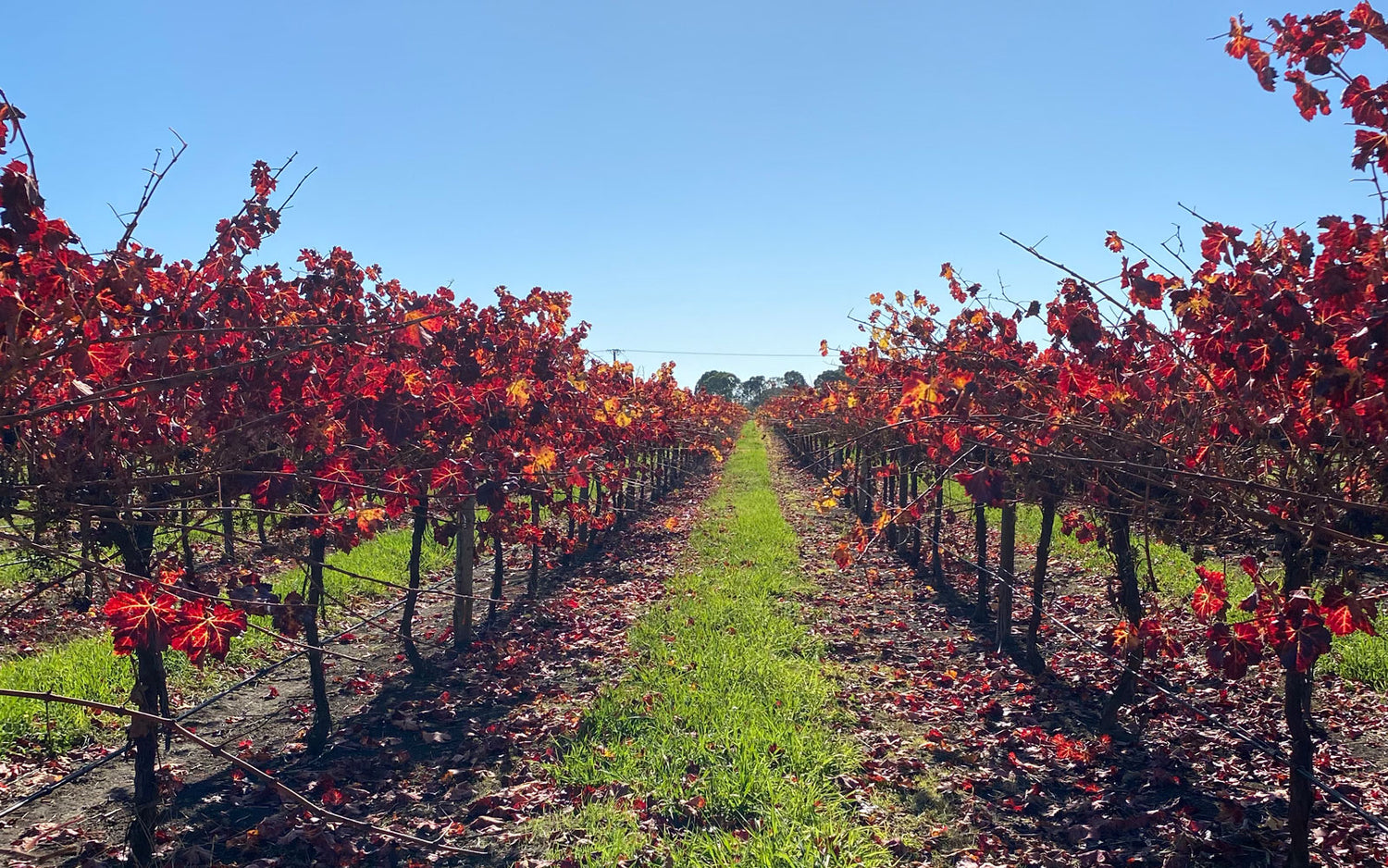 It's Cabernet month in Coonawarra!